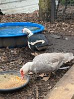 Barberier koppel, Canard