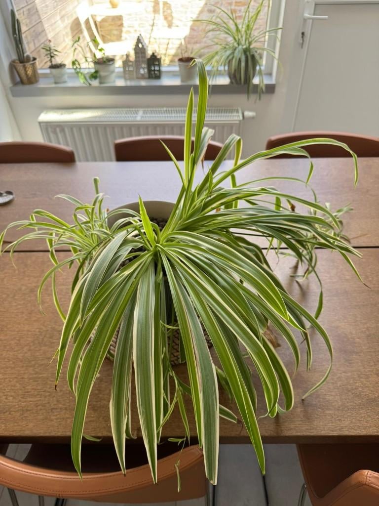 Plante d'intérieur - pot inclus, Maison & Meubles, Plantes d'intérieur, Enlèvement ou Envoi, En pot