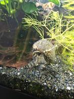 Gratis (botia) vis, Dieren en Toebehoren, Vis