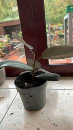 Rubberplant, Enlèvement