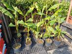 Mooie gezonde Musa Basjoo bananen planten., Tuin en Terras, Ophalen