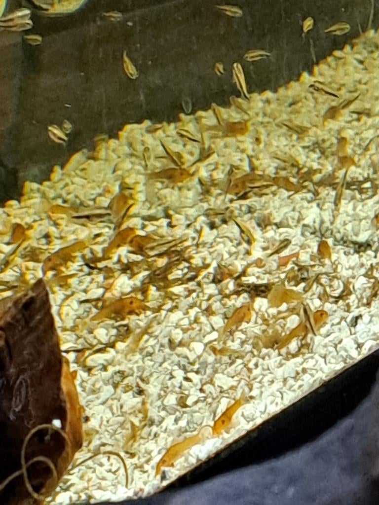 Ancistrus, Animaux & Accessoires