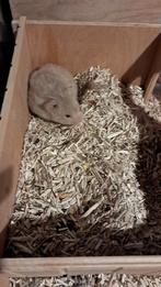 Lieve goudhamster met groot hamsterkot, Dieren en Toebehoren, Hamster, Juni, Vrouwelijk, Tam