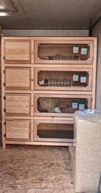 Caviaflat - flat kleine konijnen, Enlèvement, Cobaye