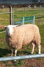 Ram te koop, Belgisch melkschaap