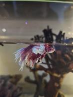Betta vis, Dieren en Toebehoren, Vis
