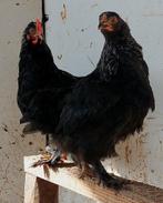 Koppel cochin krielen, Dieren en Toebehoren