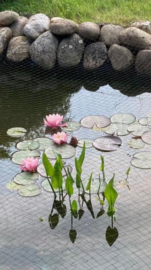 Waterlelie, Ophalen, Zo goed als nieuw