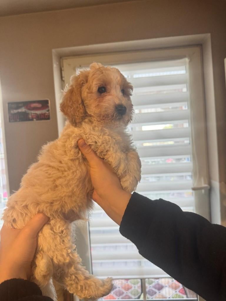 Dwergpoedel pups, Dieren en Toebehoren, Poedel, Parvo, België, 8 tot 15 weken