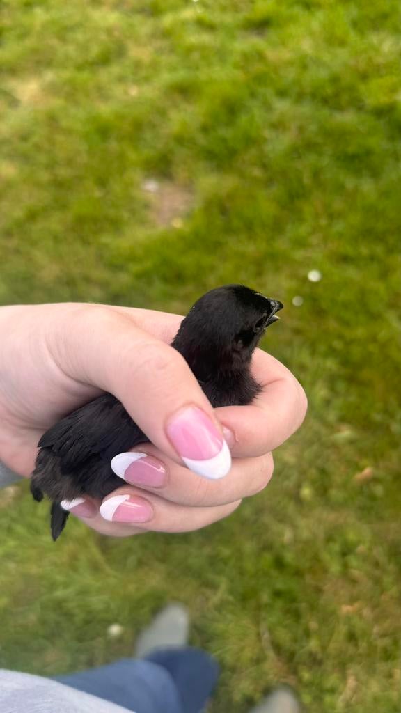 Ayam cemani kuikens🐥, Dieren en Toebehoren