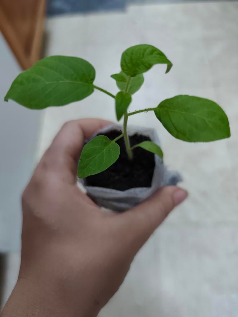 Amarilla Cherry Tomaat Planten, Ophalen