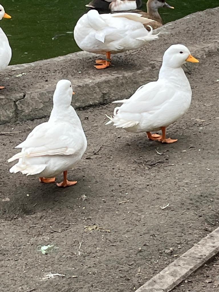 Koppel Hollandse kwakers, Dieren en Toebehoren, Meerdere dieren, Eend