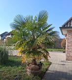 Palmboom in pot, Enlèvement, En pot, Palmier, 100 à 250 cm