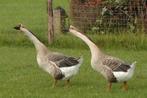 Gezocht knobbelganzen, Animaux & Accessoires, Volatiles, Plusieurs animaux, Oie ou Cygne