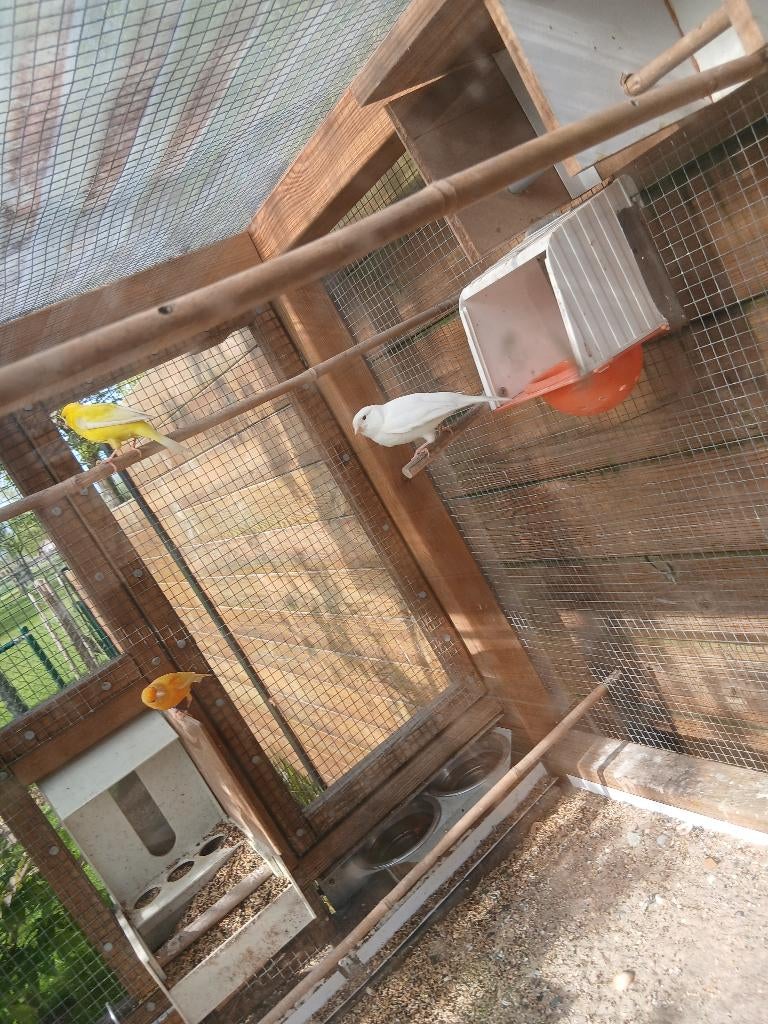 kanarie, Dieren en Toebehoren, Mannelijk, Zangkanarie