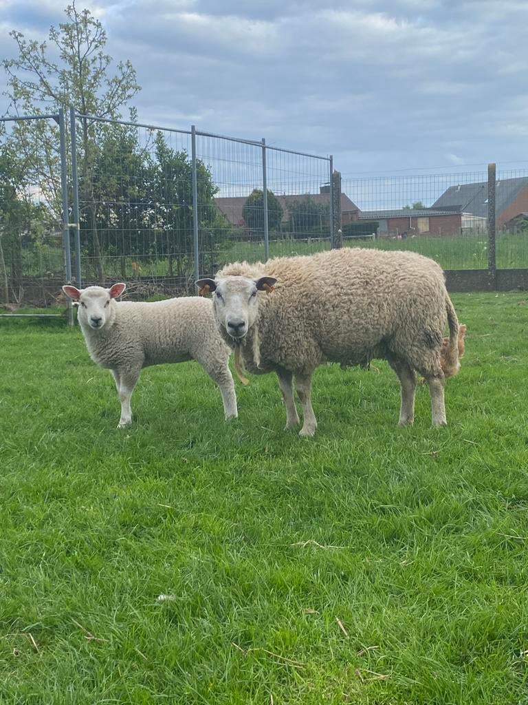 Brebis à l'agneau, Animaux & Accessoires, Moutons, Chèvres & Cochons, Mouton, Femelle, 0 à 2 ans