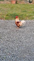 Gratis hanen, Mâle, Poule ou poulet