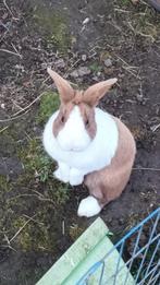 Chocolade bruin Hollander konijn man, Dieren en Toebehoren, Mannelijk, Klein, 3 tot 5 jaar