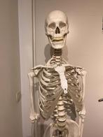 Anatomisch skelet, Ophalen, Gebruikt