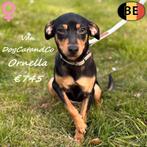 Ornella, Pinscher teefje te koop (met stamboom), Parvo, België, 15 weken tot 1 jaar, Teef