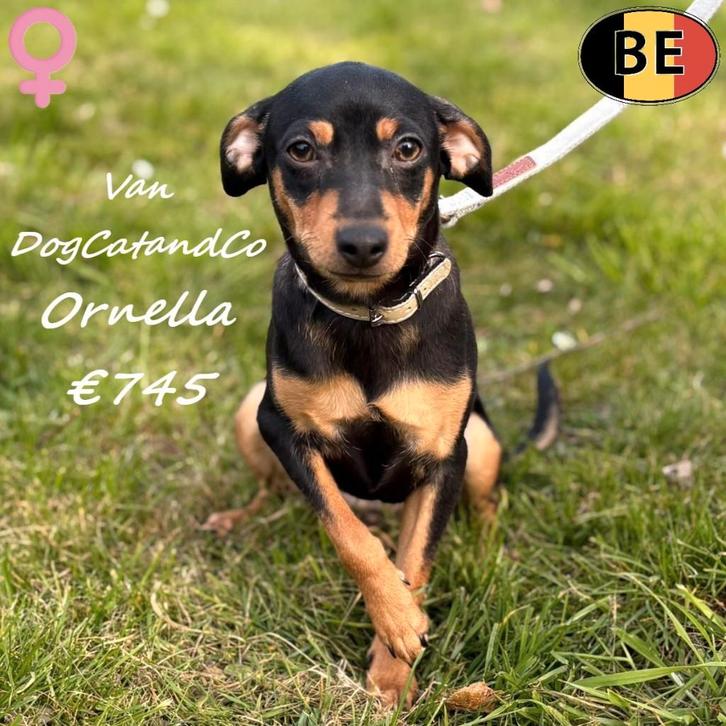 Ornella, Pinscher teefje te koop (met stamboom), Dieren en Toebehoren, Honden | Bulldogs, Pinschers en Molossers, Teef, Overige rassen