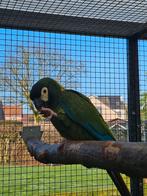 Geelnekara, Dieren en Toebehoren, Vogels | Parkieten en Papegaaien, Geringd