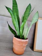 grote Sanseveria moonshine kamerplanten, Huis en Inrichting, Kamerplanten, Verzenden, Vetplant, In pot