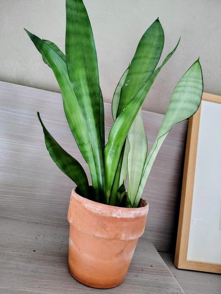 grote Sanseveria moonshine kamerplanten, Huis en Inrichting, Kamerplanten, Vetplant, In pot, Verzenden