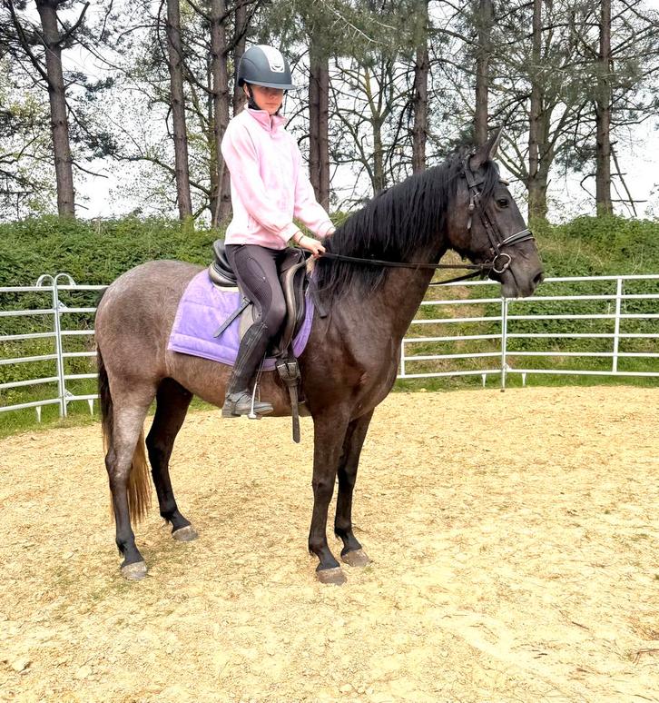 4 ans de, Animaux & Accessoires, Chevaux, Hongre, Débourré