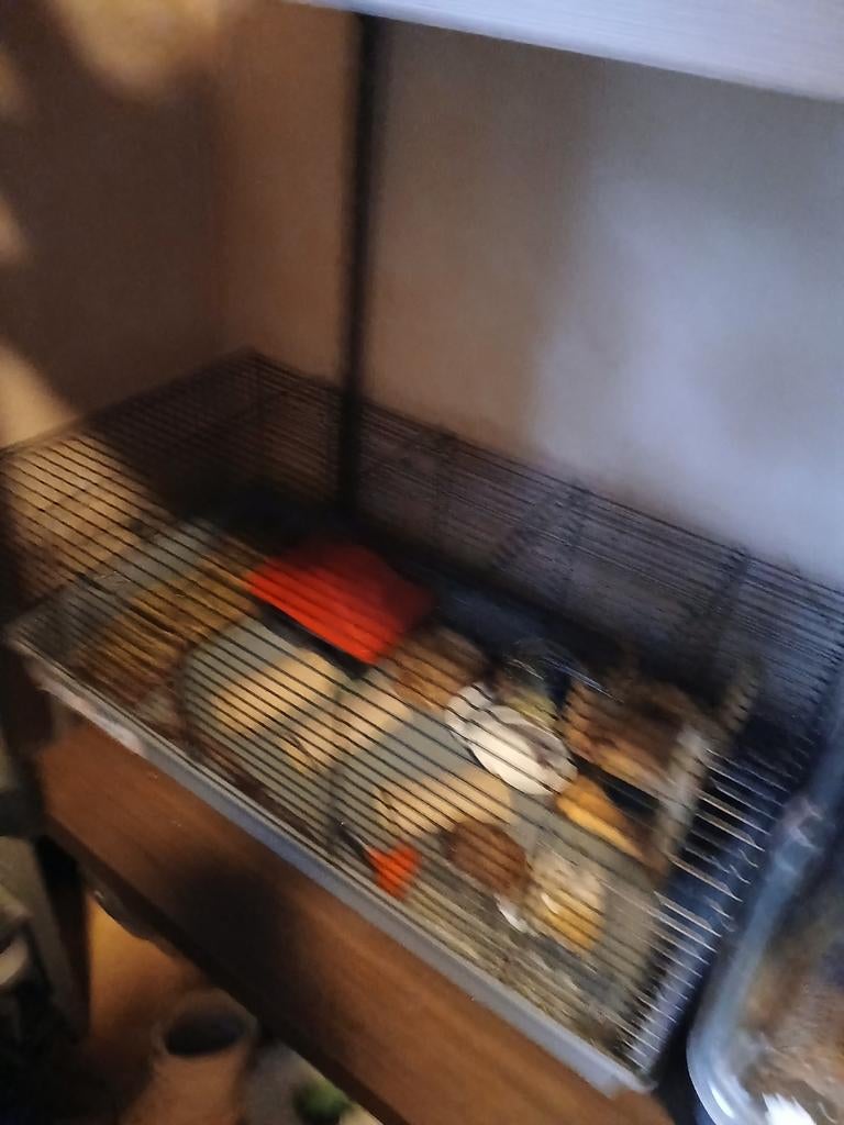 Kooi voor hamster 10 euro bieden mag, Ophalen