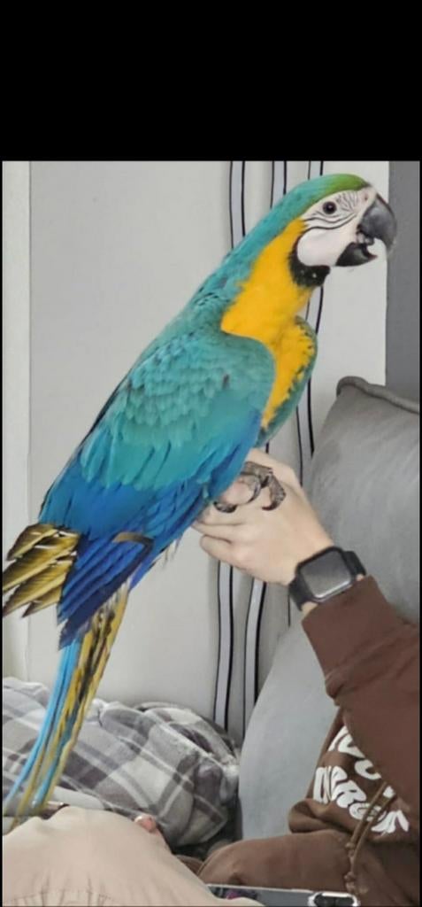 perroquet ara ararauna femelle 7 mois, Animaux & Accessoires, Oiseaux | Perruches & Perroquets, Femelle, Perroquet