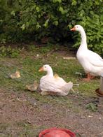 Broedeieren witte boerengans, Dieren en Toebehoren, Pluimvee, Gans of Zwaan