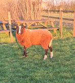 Zwartbles ram 1 jaar, Mouton