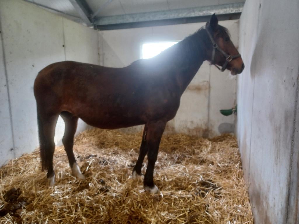 merrie gratis aangeboden, Dieren en Toebehoren, Paarden, Merrie