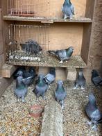 Alle takla duiven te koop moeten zo snel mogelijk weg, Dieren en Toebehoren, Vogels | Duiven