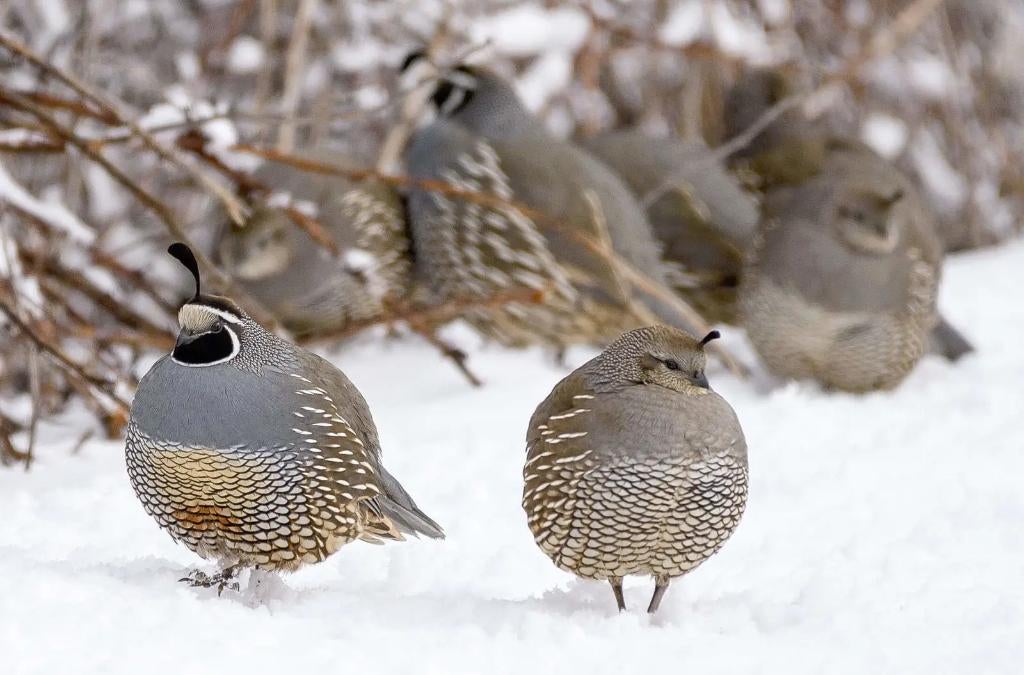 Œufs à éclore de caille huppée de Californie, Sexe inconnu, Autres espèces