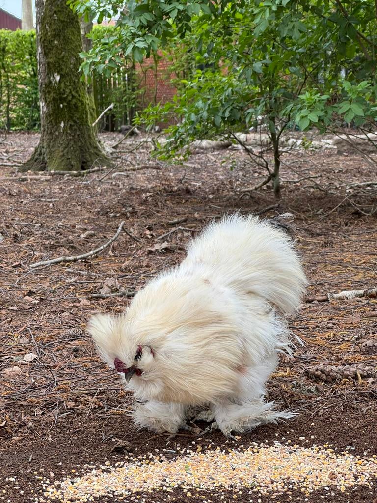 USA zijdehoen haan, Dieren en Toebehoren, Pluimvee, Mannelijk, Kip