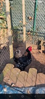 Wyandotte haan ( gratis), Dieren en Toebehoren, Pluimvee