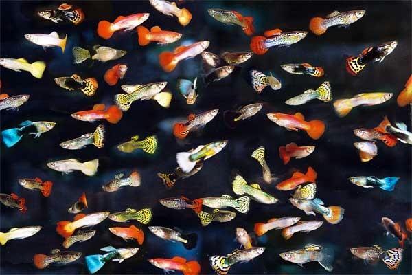 Guppys uit eigen kweek, Dieren en Toebehoren, Vissen | Aquariumvissen