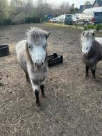 Shetland pony hengst, Étalon
