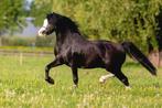 Ter dekking: schitterende zwarte Welsh A hengst, Dieren en Toebehoren, Paarden en Pony's | Dekhengsten en Fokmerries, Hengst