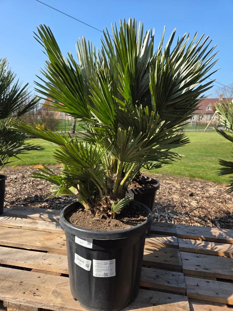 Europese dwergpalm - Chamaerops Humilis Siciliana, Tuin en Terras, Planten | Tuinplanten, Ophalen