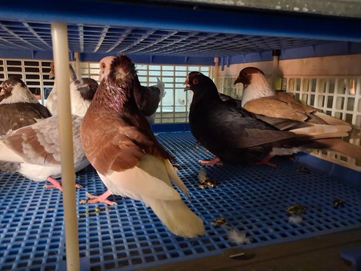 Duiven, Animaux & Accessoires, Oiseaux | Pigeons, Autres espèces, Plusieurs animaux