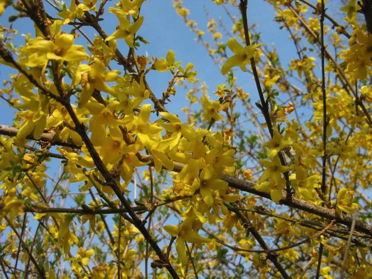 Forsythia (mimosa de Paris), Jardin & Terrasse, Plantes | Arbustes & Haies, Arbuste, Autres espèces, 250 cm ou plus, Enlèvement