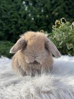 Minilop rammetje, Dieren en Toebehoren, Mannelijk, Dwerg, 0 tot 2 jaar