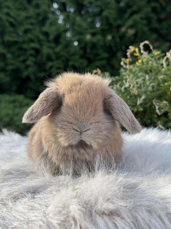 Minilop rammetje, Animaux & Accessoires, Lapins, Nain, Mâle, 0 à 2 ans