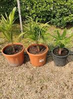 Palmbomen Trachycarpus fortunei wintervast, Ophalen, In pot, Palmboom