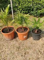 Palmbomen Trachycarpus fortunei wintervast, Enlèvement, En pot, Palmier