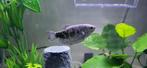 Gourami, Dieren en Toebehoren, Vissen | Aquariumvissen, Vis, Zoetwatervis