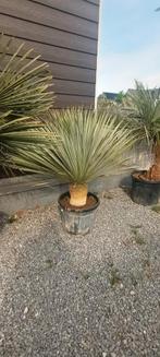 Prachtige yucca rostrata!, Tuin en Terras, Planten | Bomen, Ophalen